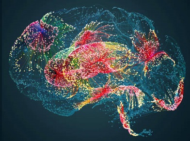 LE EMOZIONI NEL CERVELLO – ECCO DOVE SONO COLLOCATE